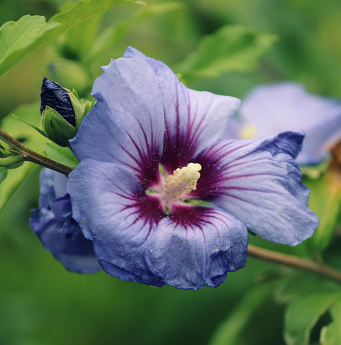 hibiscus 5965145 1920.jpg