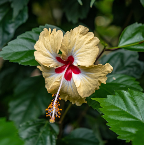 A vertical selective focus shot of a Hawaiian hibiscus in the middle of a forest.jpg