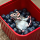 www.naked-ai.art - A red box of blue berries with a rat dancing inside