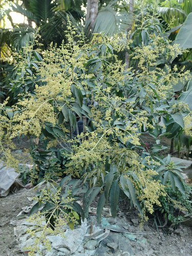IMG 20250216 163013.jpg