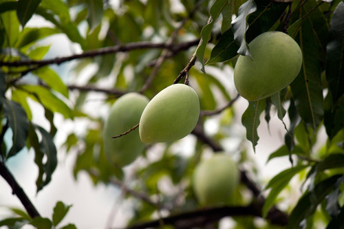 mango tree 164973 1920.jpg
