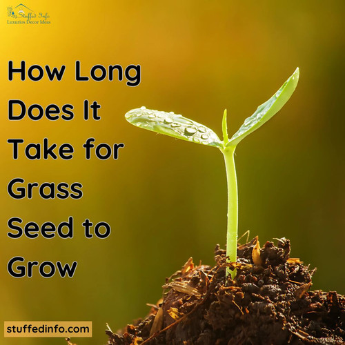 How Long Does It Take for Grass Seed to Grow.jpg