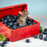 www.naked-ai.art - A red box of blue berries with a rat dancing inside