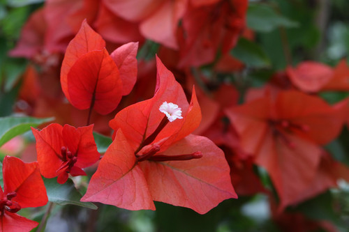 bougainvillea 4320684 1920.jpg