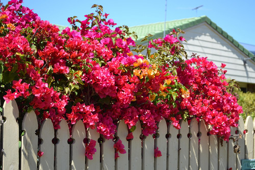 bougainvillea 66533 1920.jpg