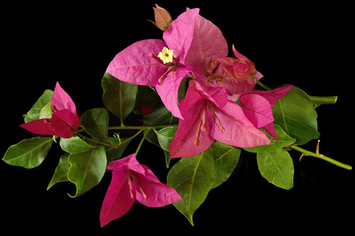 flower 4001934 1920.jpg