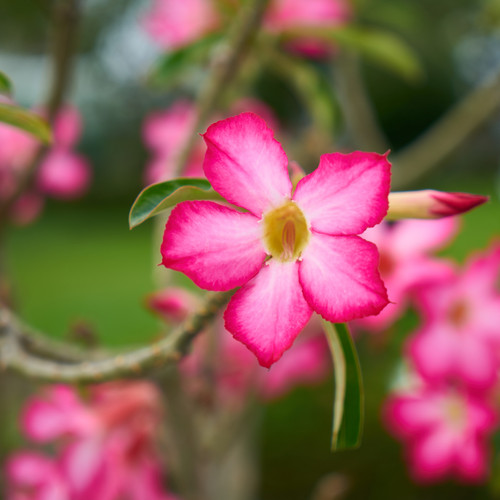 Purple Flowers.jpg