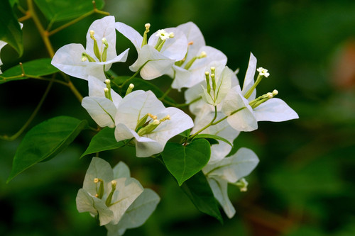bougainvillea 6572821 1920.jpg