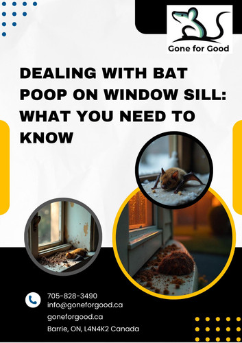 Dealing with Bat Poop on Window Sill What You Need to Know.jpg