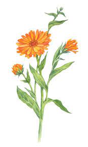 calendula.jpg