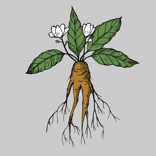 Mandrake. Hand drawn illustration of mandrake plant branch with root and flower. Magic plant. Design.jpg