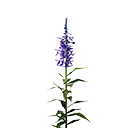 fiore blu mezzanotte.webp