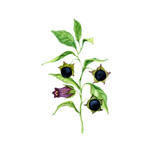 belladonna.png