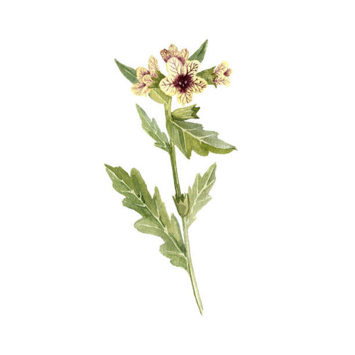 watercolor drawing poisonous flower henbane, Hyoscyamus niger, hallucinogenic plant, stinking nights.jpg