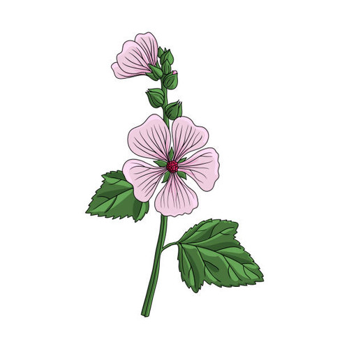 vector drawing Marsh-mallow at white background, Althaea officinalis, hand drawn illustration.jpg