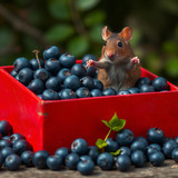 www.naked-ai.art - A red box of blue berries with a rat dancing inside