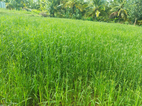 IMG 20201002 WA0094.jpg