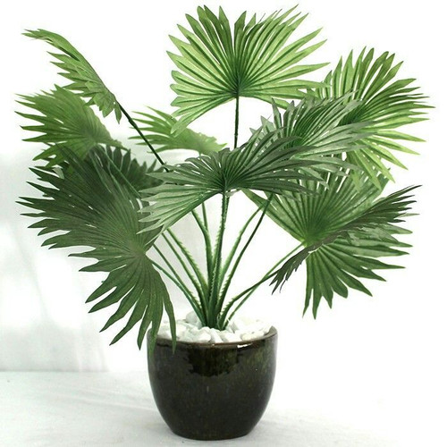 Palmeira leque.jpg
