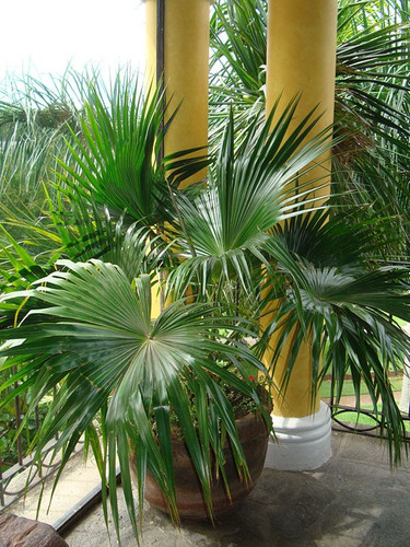 Cold Hardy Palms.jpg