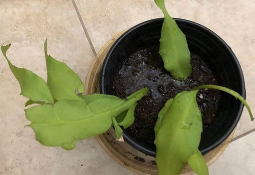 How to propagate Brahma Kamal Plant.jpg