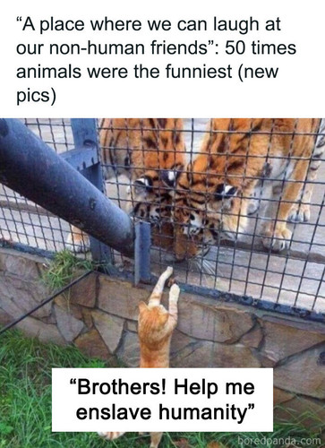 funniest animal pic meme.jpg