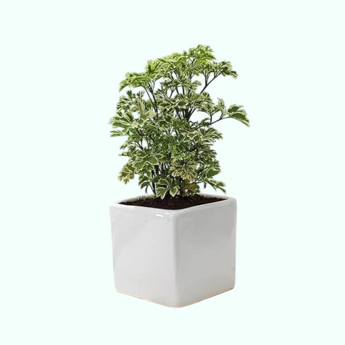 51vPzp8UadL. AC UF1000,1000 QL80 Photoroom.jpg