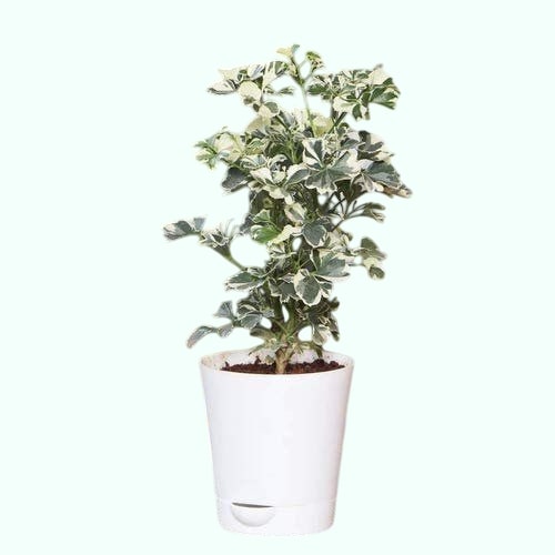 20 Types of Aralia Houseplants With Pictures Photoroom.jpg