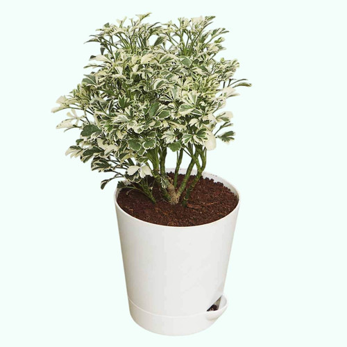 71gaqIHhn9L. SL1200 Photoroom.jpg