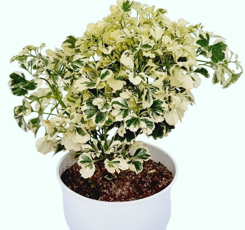 973 Aralia Variegated White 4 Photoroom.jpg