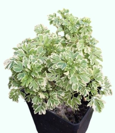 7 พันธุ์ไม้ ยอดนิยมปลูกจัดแต่งสวนหน้าบ้าน Infinity Design Photoroom.jpg