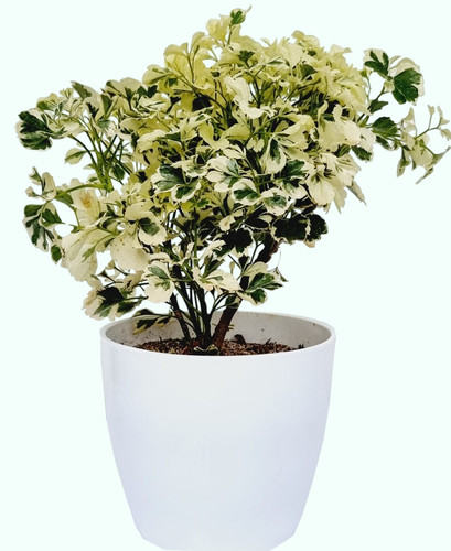 973 Aralia Variegated White 1 Photoroom.jpg