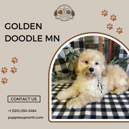 Golden Doodle MN.jpg