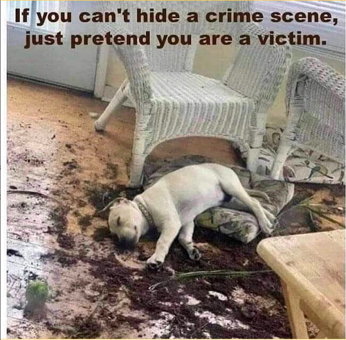 dog meme 1.png