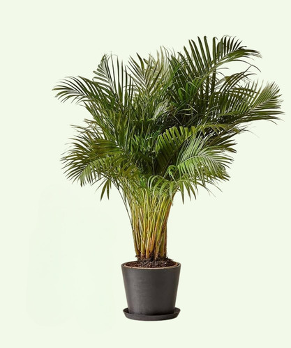 61kB0huAiLL. AC UF1000,1000 QL80 Photoroom Photoroom.jpg