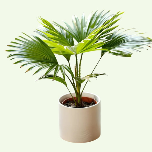 Untitled design 7 Photoroom.jpg