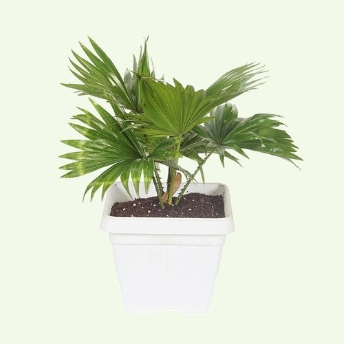 china palm 2 Photoroom.jpg