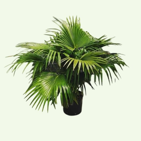 61LRIljCYGL Photoroom.jpg