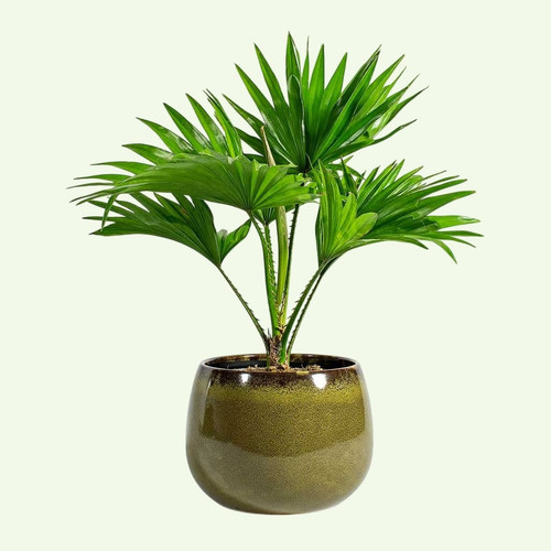 61fg Bon+HL Photoroom.jpg