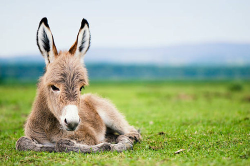 young mule or baby donkey.jpg