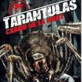 imgTARANTULAS