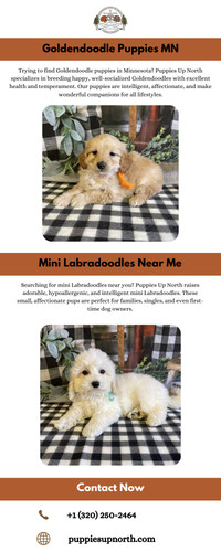 Puppies Up North