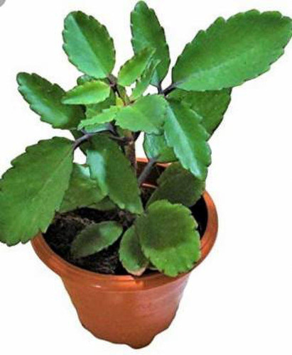 patharchatta medicinal plant 1 s.jpg