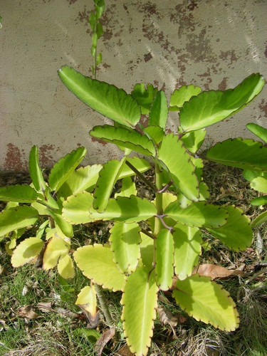 Miracle Leaf (Kalanchoe pinnata).jpg