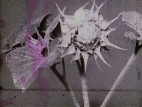 vlcsnap 2025 05 17 16h25m31s195.png
