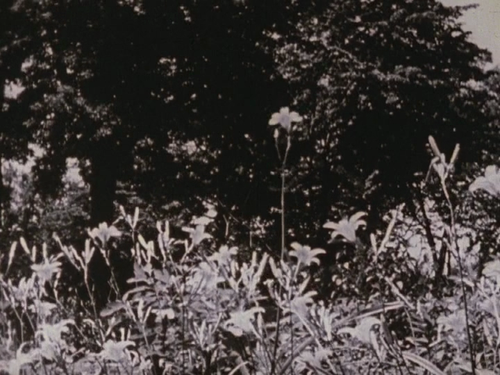 vlcsnap 2025 05 17 16h25m40s728.png