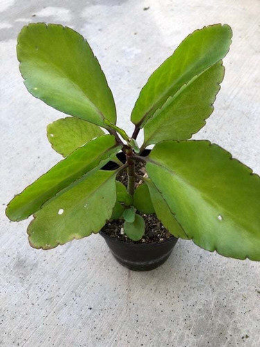 yes annual no bryophyllum pinnat.jpg