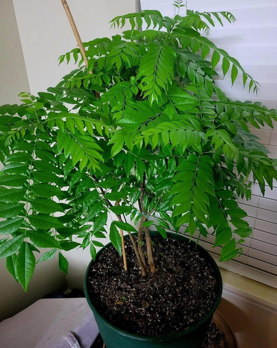 no perennial yes curry leaf plan.jpg