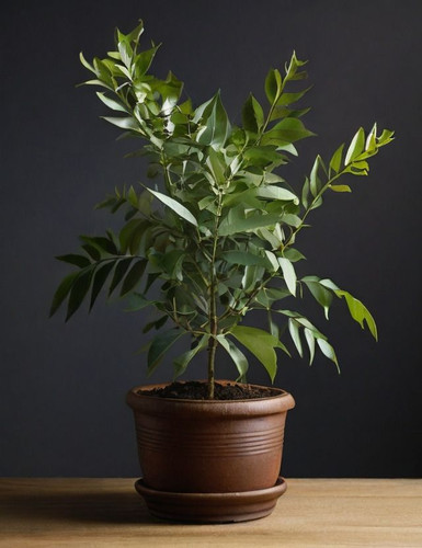 A plant of The Curry Tree.jpg