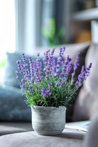 How To Fertilize Lavender Nourishment Tips.jpg