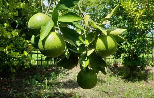 61OG5xBmrUL. SL1024 .jpg